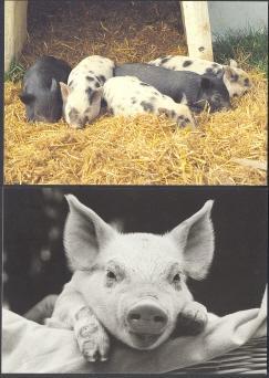 (2) Baby Pigs - Piglets - Schweine