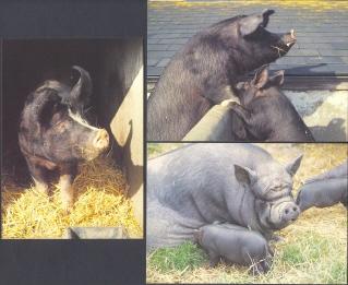 (3) Black Pigs - Pigs