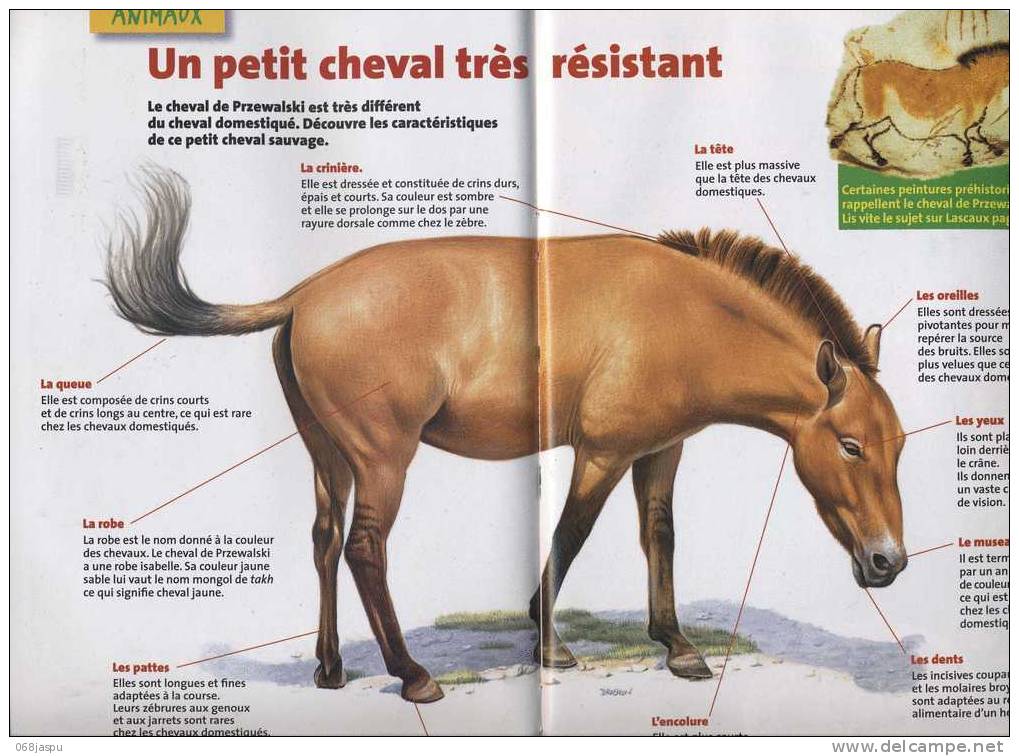 Revue Image Document 2005 Theme Champignon Cheval - Autres & Non Classés