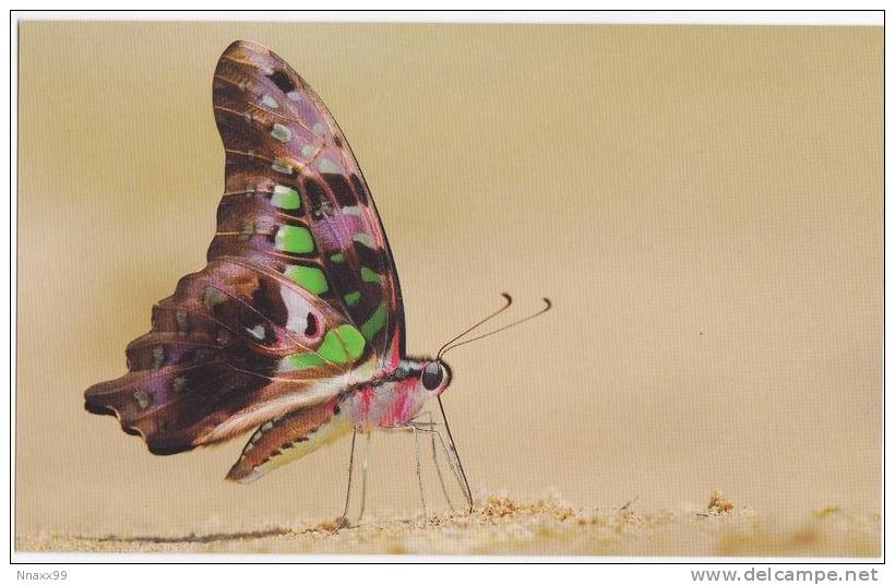 Butterfly - Lepidoptera - Papilionidae - Graphium Agamemnon - Insectes