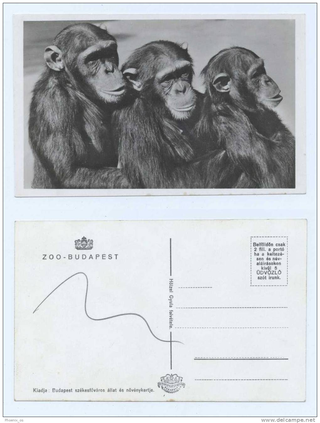 MONKEYS - Chimp / Chimpanzee, ZOO   Budapest (Hungary), Old Postcard - Apen