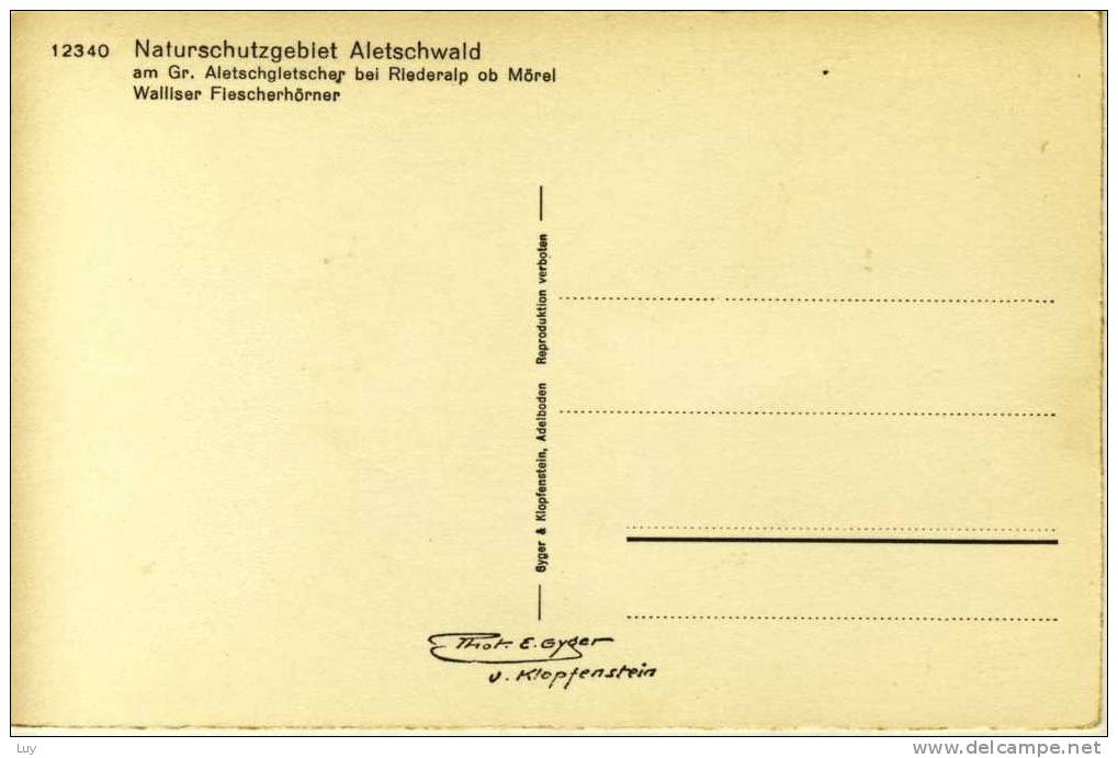 RIEDERALP, Wallis, Naturschutzgebiet ALETSCHWALD Am Gr. Aletschgletscher Bei Riederalp Ob Mörel, Walliser Flescherhörner - Riederalp
