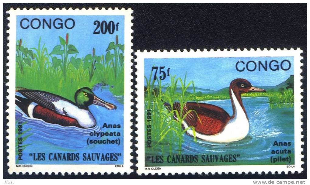 CONGO. Canards Sauvages. Anas Acuta Et Anas Platyrhynchos - Eenden