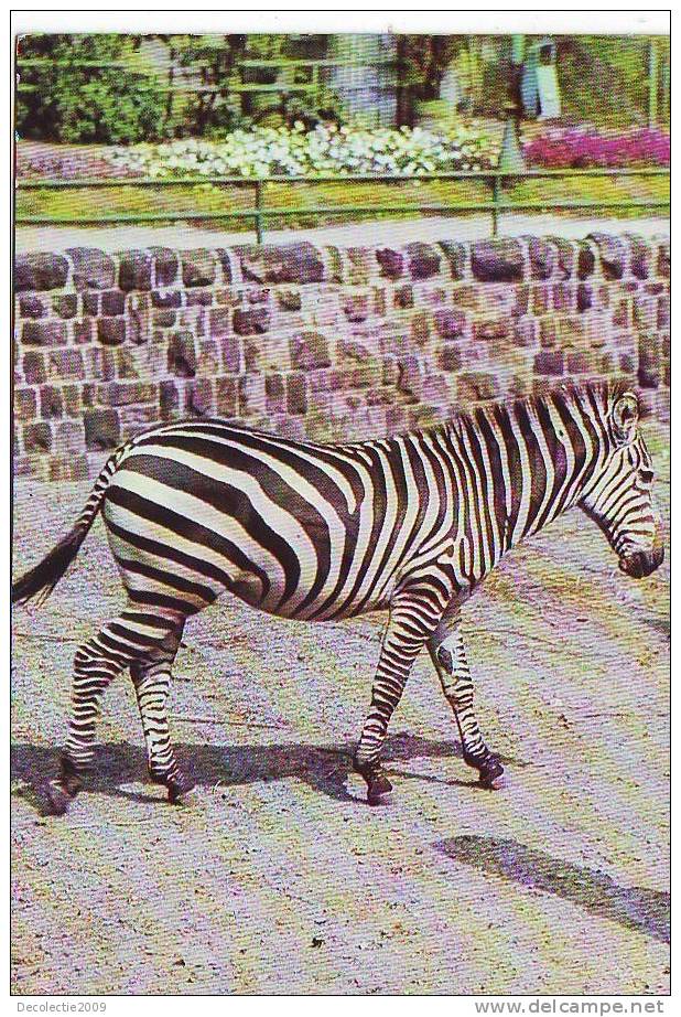 PN32 Animales Animaux Zebra Not Used  PPC Good Shape - Zebras