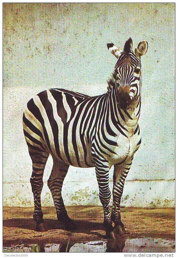 PN31 Animales Animaux Zebra Grant Not Used  PPC Good Shape - Zebras