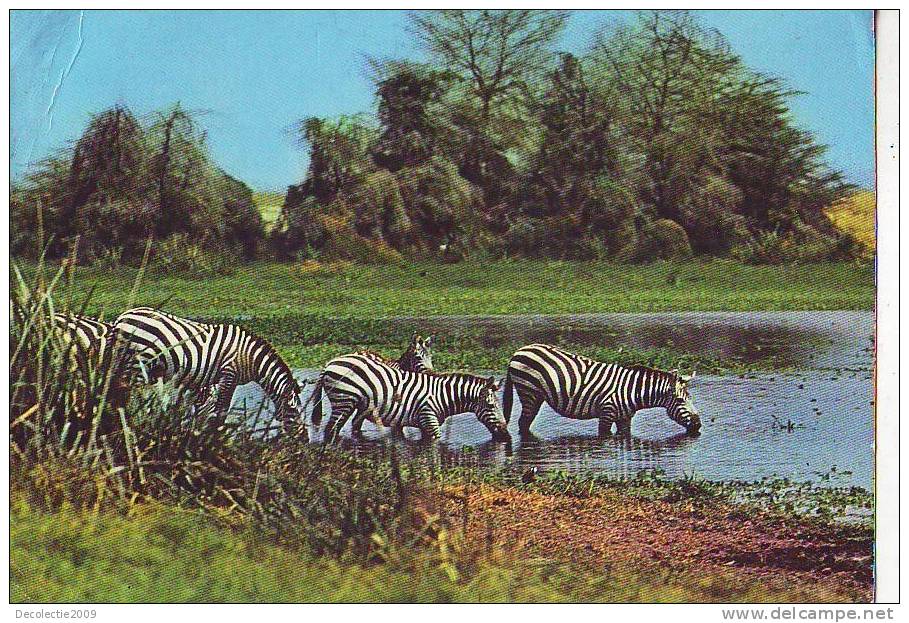 PN33 Animales Animaux Zebra By Lake Drinking Water Used  PPC Good Shape - Zebras