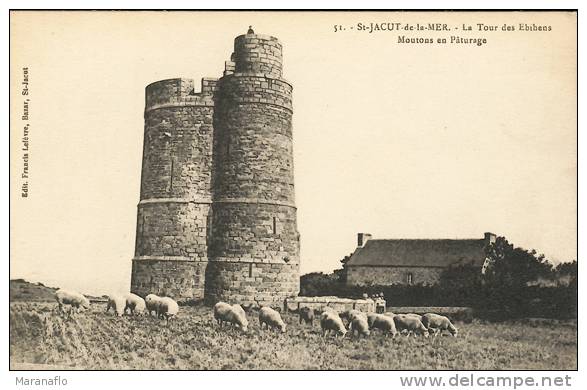 ST-JACUT-DE-LA-MER. La Tour Des Ebihens. Moutons En Paturage - Autres & Non Classés