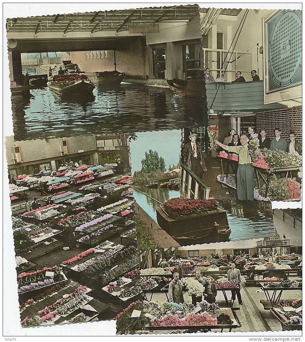 5 Postcards AALSMEER BLOEMEN VEILING Real Photo Colored Ca. 1950 - Aalsmeer