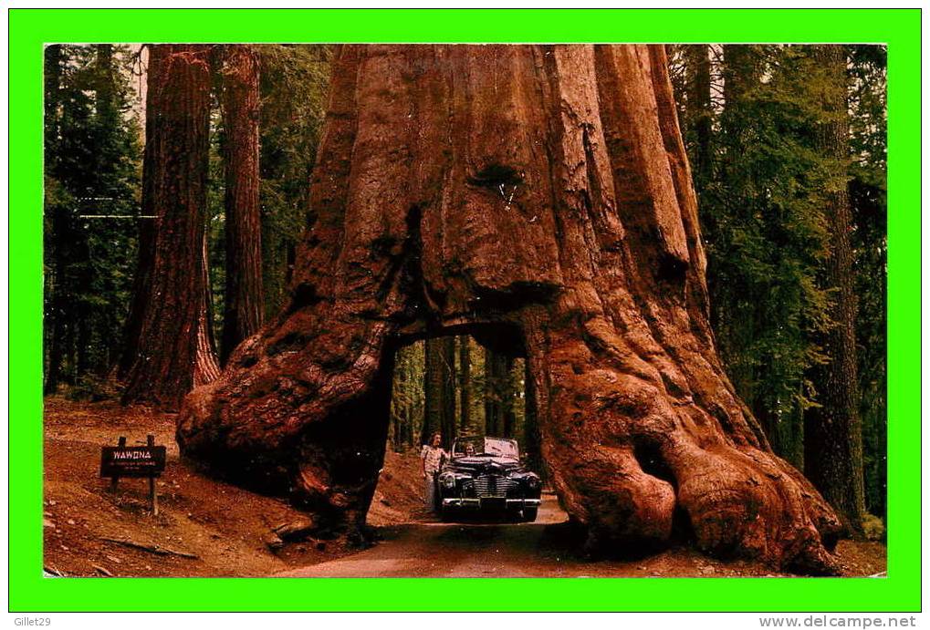 YOSEMITE NATIONAL PARK, CA - WAWONA TUNNEL TREE - ANIMATED OLD CAR - TRAVEL IN 1958 - - Yosemite