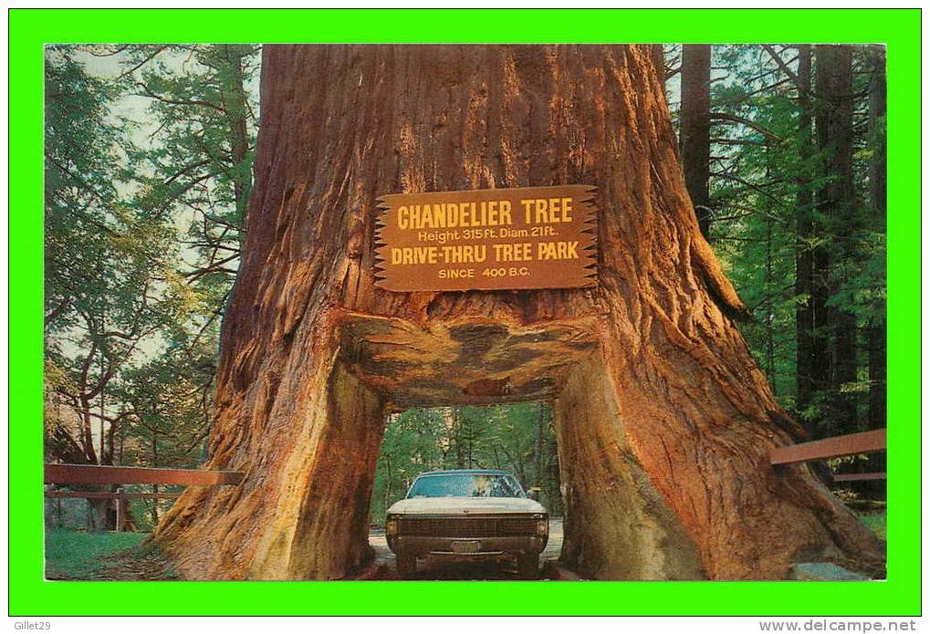 YOSEMITE NATIONAL PARK, CA - CHANDELIER DRIVE-TRU TREE - TRAVEL IN 1977 - ANIMATED OLD CAR - - Yosemite