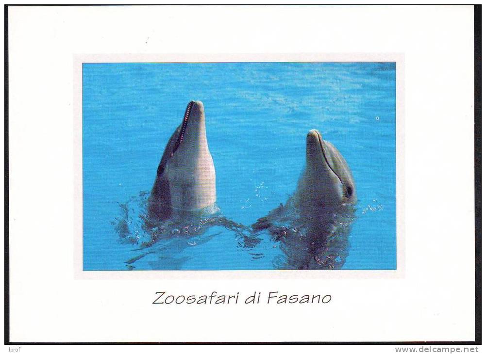 Delfini, Zoosafari Di Fasano (Br) (Mammiferi) - Dolfijnen