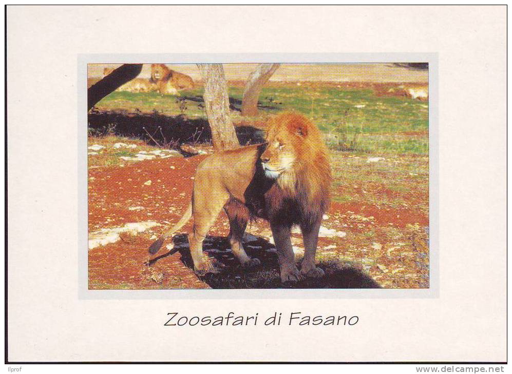 Leone, Zoosafari Di Fasano (Br) (Mammiferi) - Leones