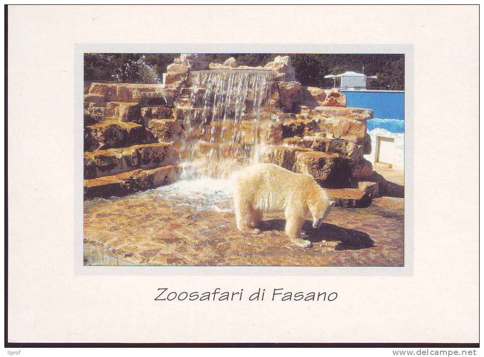 Orso Bianco, Zoosafari Di Fasano (Br) (Mammiferi) - Bears
