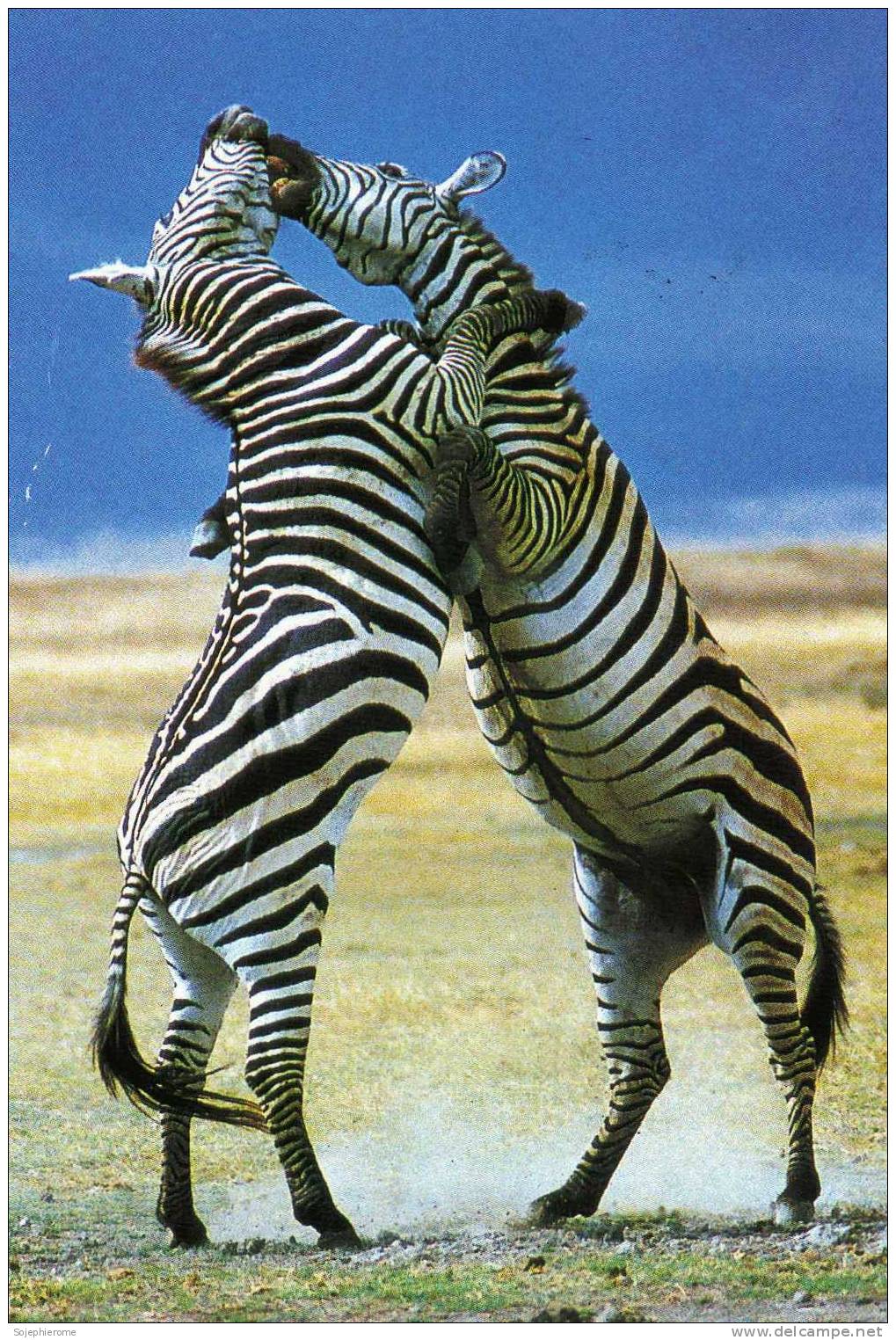Common Zebra Fighting Kenya Combat De Zèbre Commun - Zebras