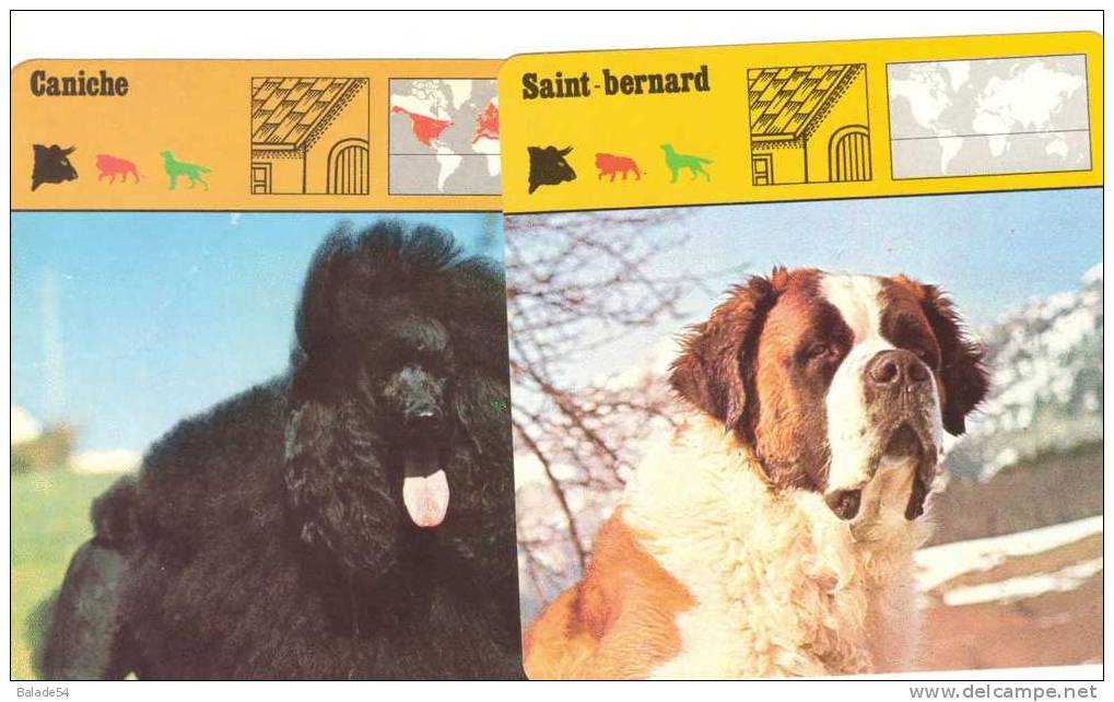 Lot De 2 Fiches CHIENS : SAINT-BERNARD Et CANICHE - Tiere