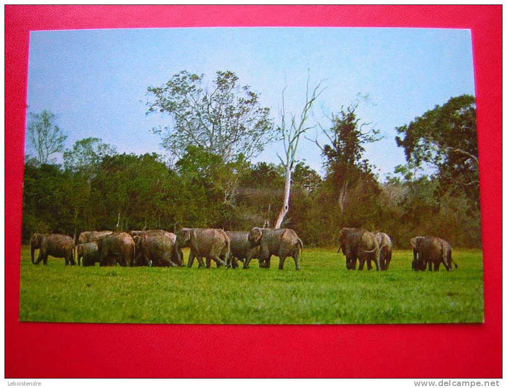 CPSM OU CPM-THEME ANIMAUX- ELEPHANTS AT YALA GAME RESERVE -CEYLON TOURIST-2  PHOTOS DE LA CARTE EN BON ETAT -PRIX FIXE - Elephants