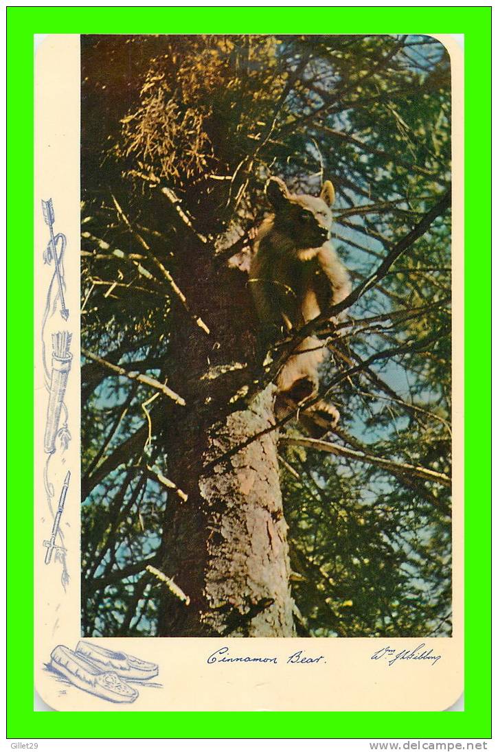 CINNAMON BEAR CUB - ANSCO 1953 - - Bears