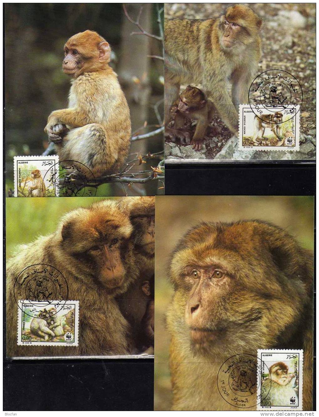 WWF 1988 Serie 69 Algerien 972/5 **, 4xFDC Plus 4xMK 26€ Berber-Affe Naturschutz Dokumentation Fauna Set Of Africa - Collections (en Albums)