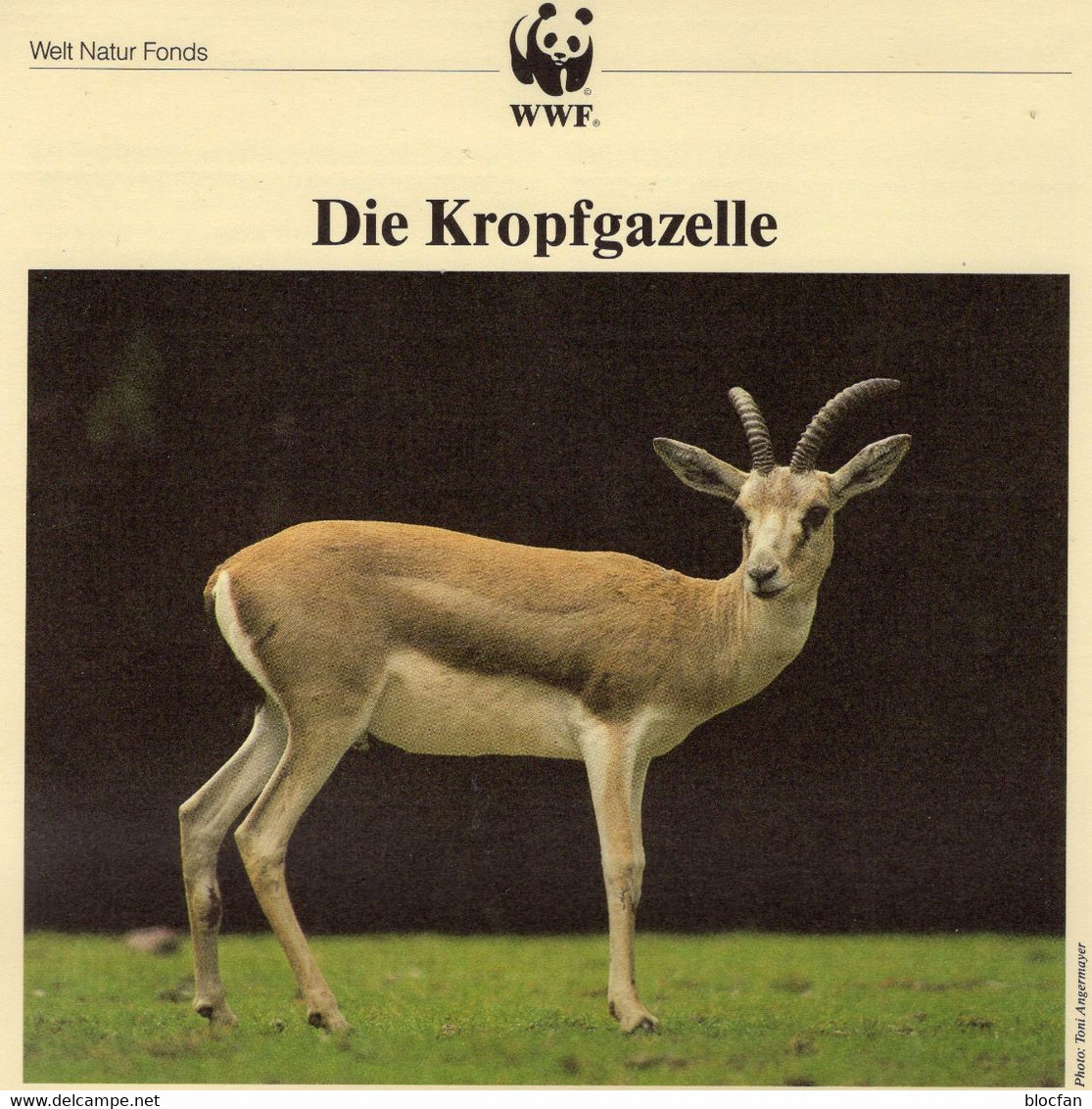 Kropfgazelle WWF-Set147 Bharain 511/4 4x MC 18€ Gazelle 1993 Naturschutz Dokumentation Wild Fauna Gazella Cards Wildlife - Cartes-maximum