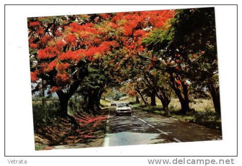 Carte Postale : Saint Barhélémy, à L'ombre Des Flamboyants, 1983 - Saint Barthelemy