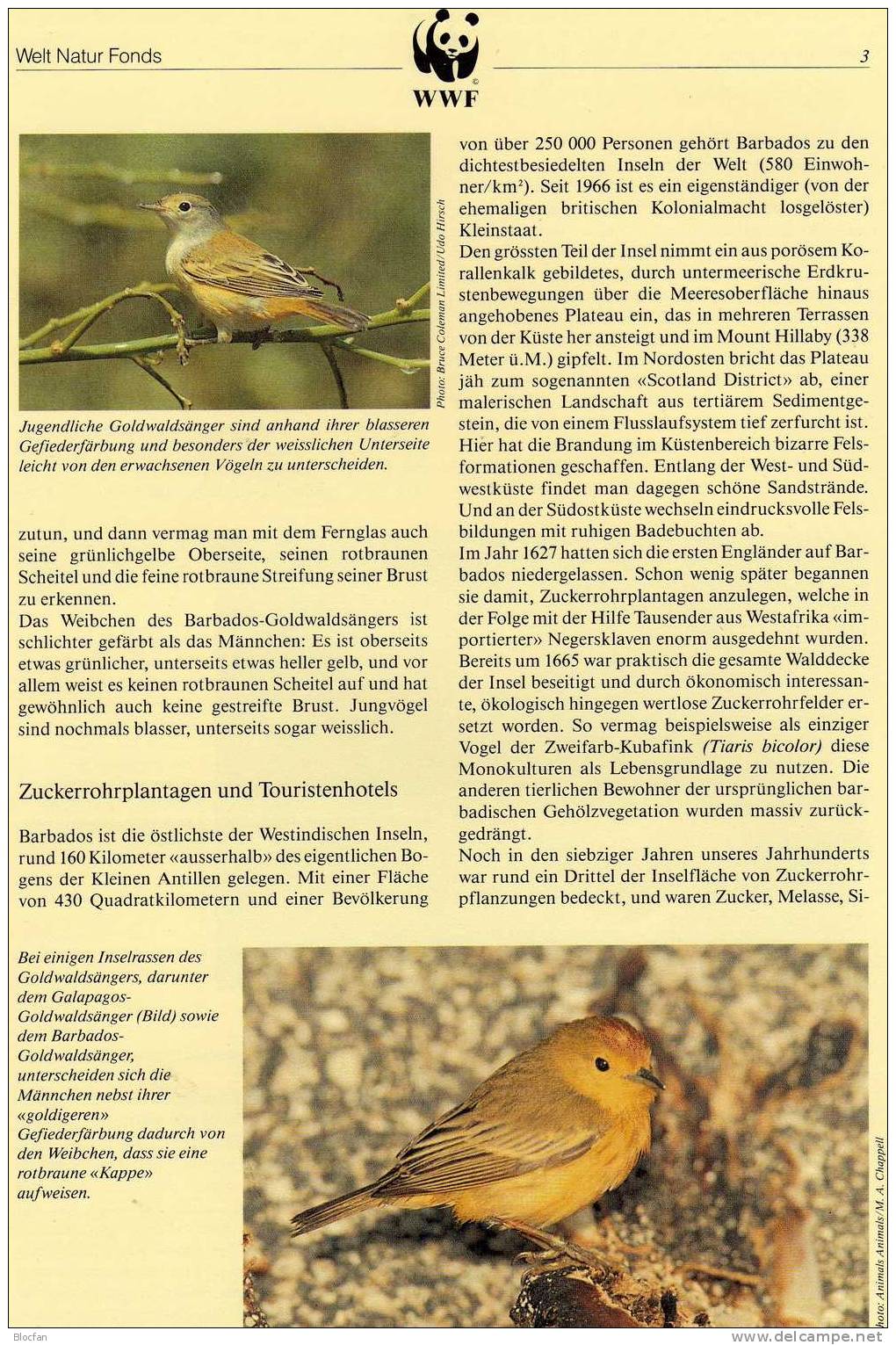 WWF-Set 107 Barbados 770/3 **,4FDC+4MKt. 37CHF Vögel Goldwaldsänger 1991 Dokumentation Fauna Bird Cover Of America - Colecciones (en álbumes)
