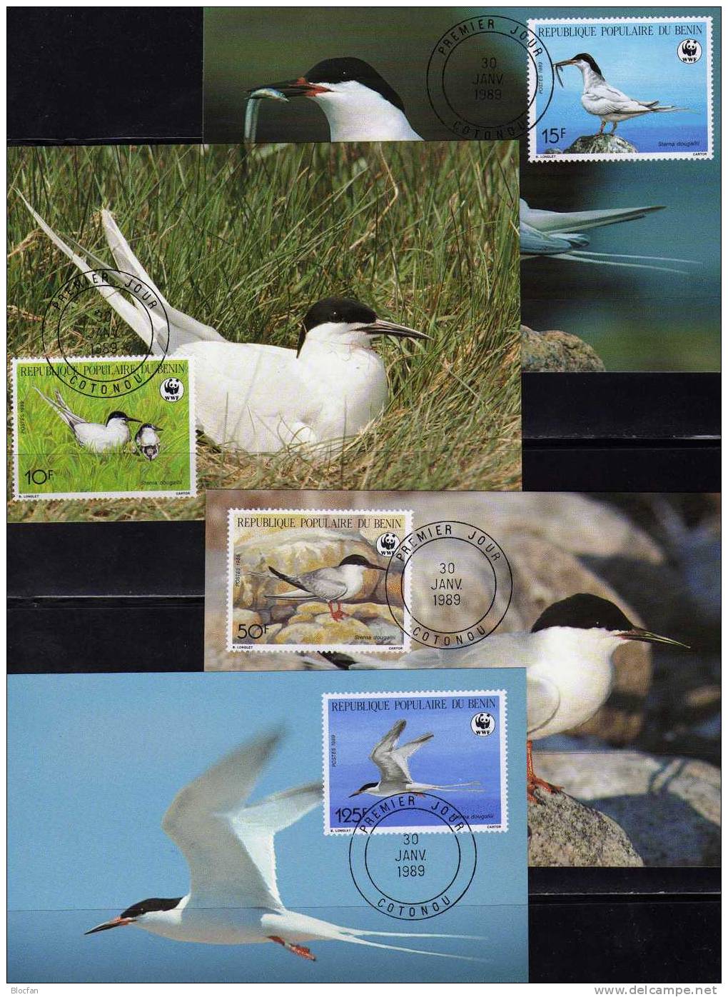 WWF-Set 77 Benin 476/9 770/3 **,4FDC+4MKt. 50CHF Rosen-Seeschwalbe 1989 Dokumentation Fauna Bird Cover Of Africa - Sammlungen (im Alben)