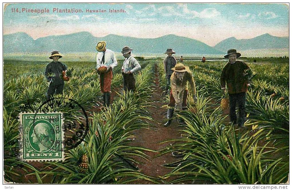 HAWAII  , Pineapple Plantation , Hawaiian Islands *267 - Autres & Non Classés