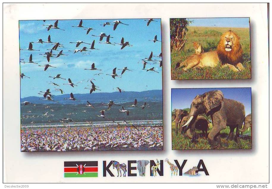 ZS2548 Animaux /Animals Faune Kenya Lion / Elephant Used PPC Good Shape - Elefanten