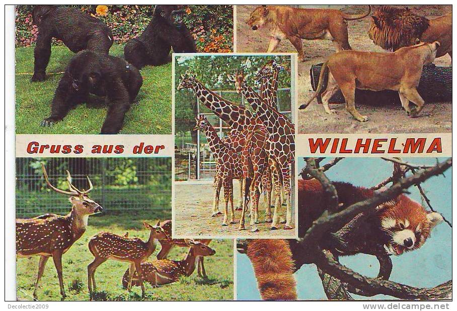 ZS2557 Animaux /Animals Fauna Wilhelma Zoo Gorilla Giraffe Lions Not Used PPC Good Shape - Giraffes