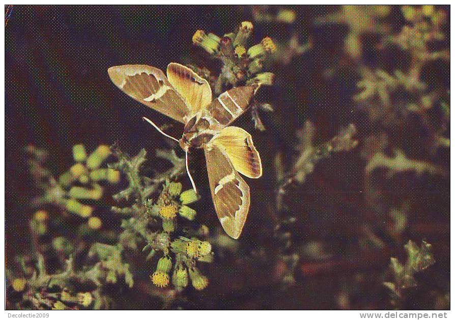 ZS2570 Animaux / Animals Fauna Butterflies Pipillons  Rethera Komarovi Not Used PPC Good Shape - Papillons