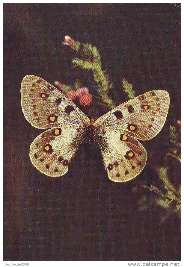 ZS2574 Animaux / Animals Fauna Butterflies Pipillons Parnassius Apollonius Not Used PPC Good Shape - Papillons