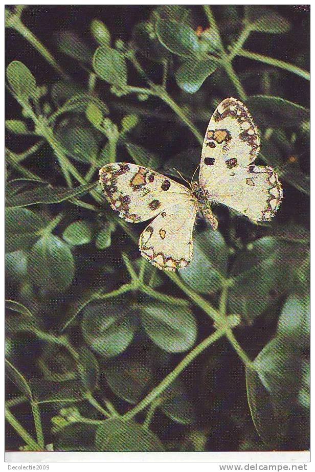 ZS2572 Animaux / Animals Fauna Butterflies Papillons Hypermnestra Helios Nick Not Used PPC Good Shape - Butterflies