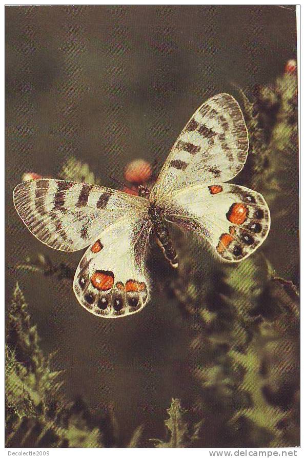 ZS2577 Animaux / Animals Fauna Butterflies Papillons Parnassius Charltonius Gray Not Used PPC Good Shape - Butterflies