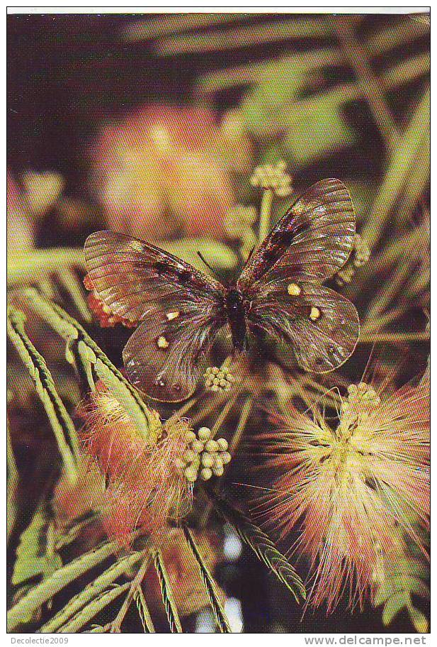 ZS2576 Animaux / Animals Fauna Butterflies Papillons Parnassius Delphius Not Used PPC Good Shape - Schmetterlinge