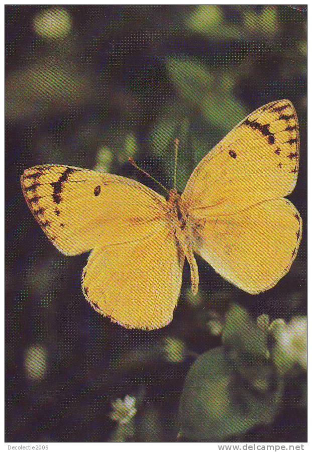 ZS2579 Animaux / Animals Fauna Butterflies Papillons Madais Fausta Not Used PPC Good Shape - Butterflies