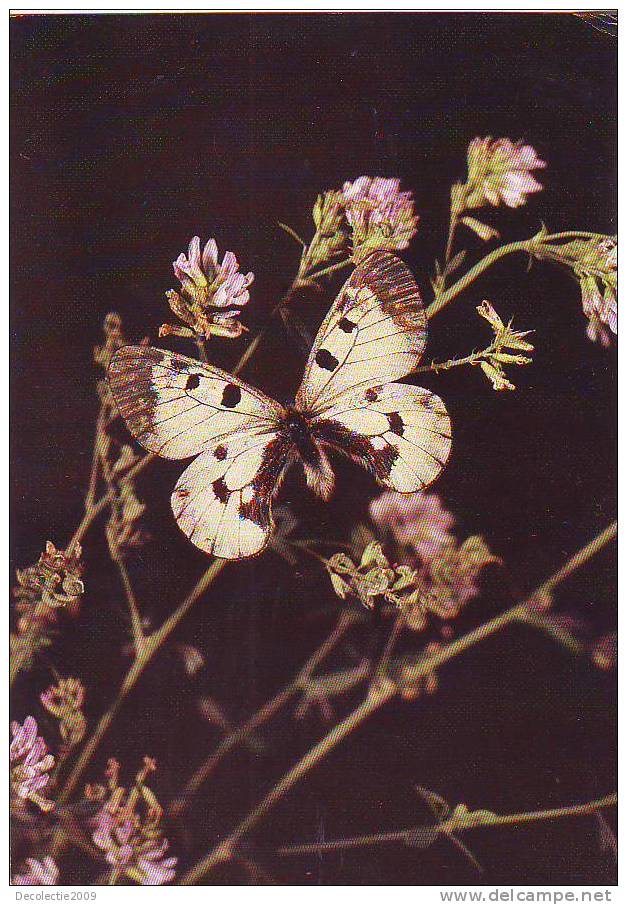 ZS2578 Animaux / Animals Fauna Butterflies Papillons Parnassius Mnemosyne Not Used PPC Good Shape - Vlinders