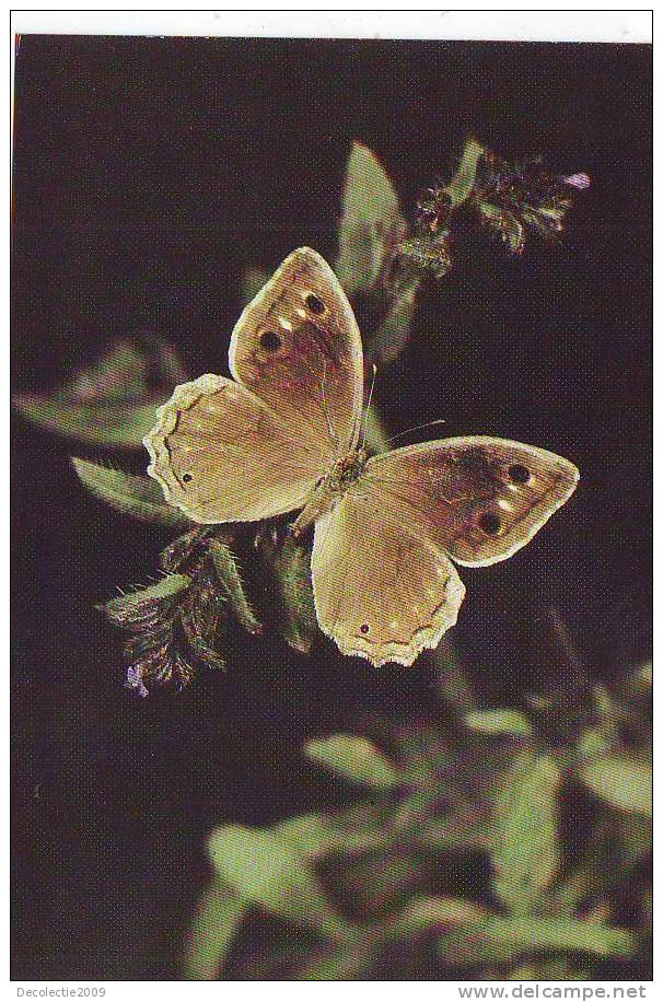 ZS2582 Animaux / Animals Fauna Butterflies Papillons Neohipparchia Fatua Not Used PPC Good Shape - Butterflies