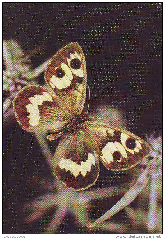 ZS2583 Animaux / Animals Fauna Butterflies Papillons Karanasa Abramovi Not Used PPC Good Shape - Vlinders