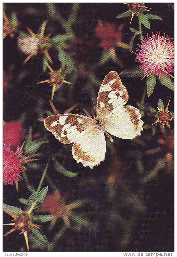 ZS2581 Animaux / Animals Fauna Butterflies Papillons Chasara Staudingeri Not Used PPC Good Shape - Farfalle