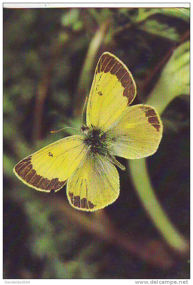 ZS2585 Animaux / Animals Fauna Butterflies Papillons Colias Marcopolo Not Used PPC Good Shape - Vlinders