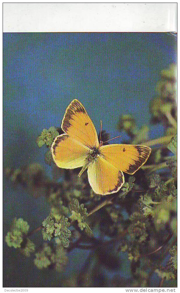 ZS2587 Animaux / Animals Fauna Butterflies Papillons Colias Romanovi Not Used PPC Good Shape - Schmetterlinge