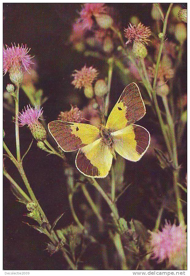 ZS2589 Animaux / Animals Fauna Butterflies Papillons Colias Wiskotti Not Used PPC Good Shape - Vlinders