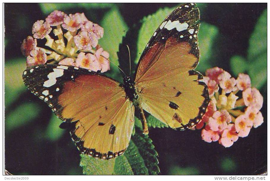 ZS2592 Animaux / Animals Fauna Butterflies Papillons Plain Tiger Butterfly  Used PPC Good Shape - Schmetterlinge