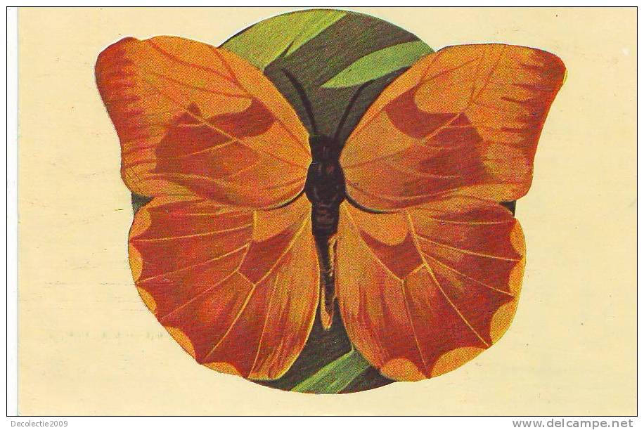 ZS2595 Animaux / Animals Fauna Butterflies Papillons Phoebis Aveilaneda Not Used PPC Good Shape - Butterflies