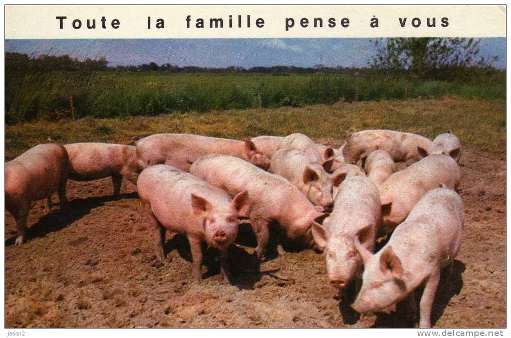 Cpm Cochonstoute La Famille Pense A Vous 1982 - Pigs