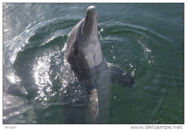 E-10zc/Do  4 ^^  Marine Mammal Dolphin Mammifères Marins   Dauphins , ( Postal Stationery , Articles Postaux ) - Dolphins