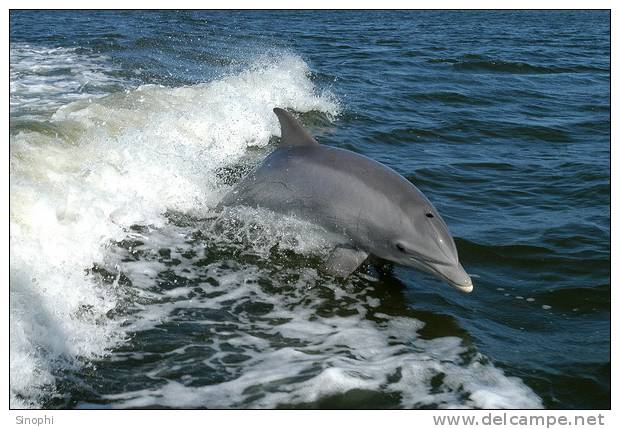 E-10zc/Do  8 ^^  Marine Mammal Dolphin Mammifères Marins   Dauphins , ( Postal Stationery , Articles Postaux ) - Dolphins