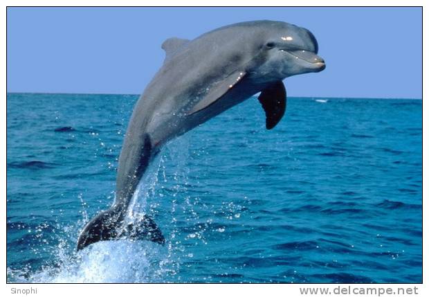 E-10zc/Do  9 ^^  Marine Mammal Dolphin Mammifères Marins   Dauphins , ( Postal Stationery , Articles Postaux ) - Dolphins