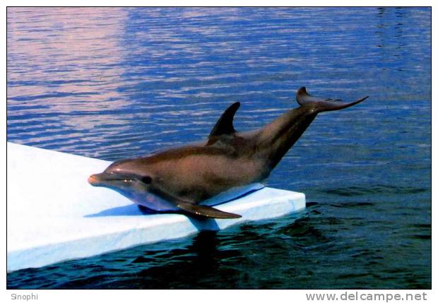 E-10zc/Do  11 ^^  Marine Mammal Dolphin Mammifères Marins   Dauphins , ( Postal Stationery , Articles Postaux ) - Dolphins