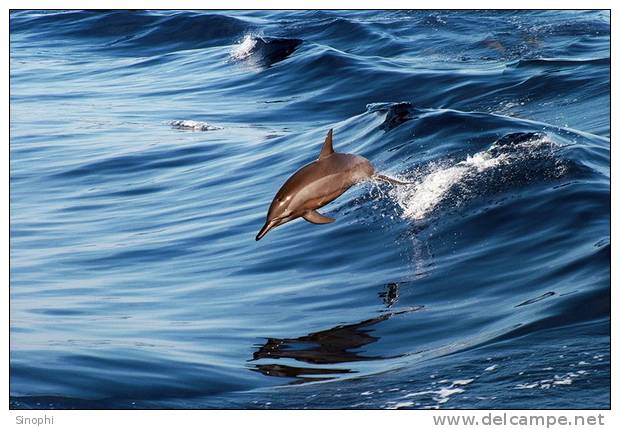 E-10zc/Do  13 ^^  Marine Mammal Dolphin Mammifères Marins   Dauphins , ( Postal Stationery , Articles Postaux ) - Dolphins